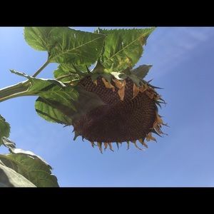 Meet your Posher, Ebony